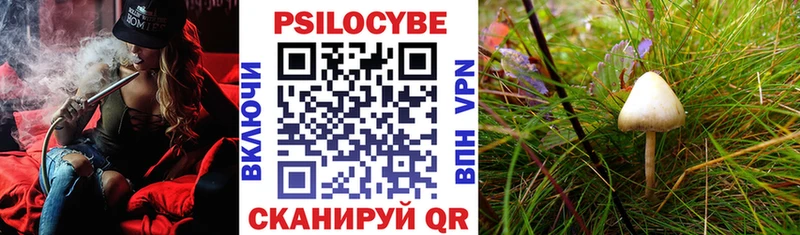 Купить  Злынка  Псилоцибиновые грибы Magic Shrooms 